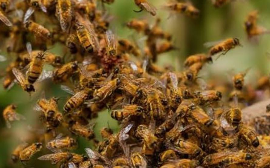 मधुमक्खियों के झुण्ड ने युवक पर हमला कर किया घायल, उपजिला अस्पताल मे उपचार जारी। 