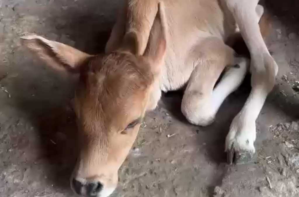 नवजात गोवंश का रेस्क्यू, गौसेवकों की तत्परता से बची जान, पंचमुखी गौशाला टनकपुर में गौसेवकों की सतर्कता और तत्परता का एक सराहनीय उदाहरण आया सामने । 